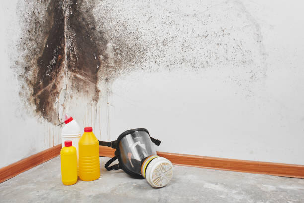 Best Mold Damage Repair  in Wells Branch, TX