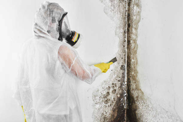 Certified Mold Removal in Wells Branch, TX