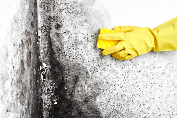Best Emergency Mold Removal  in Wells Branch, TX