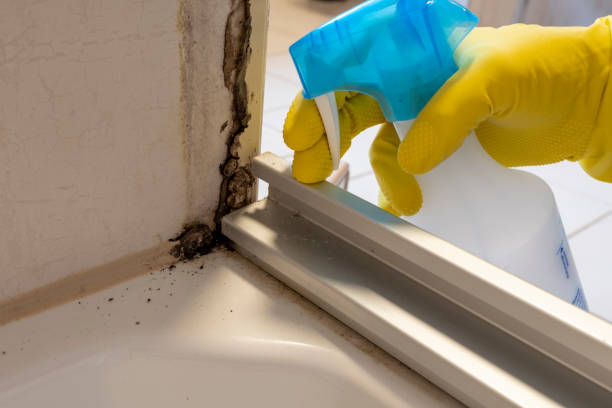 Best Black Mold Removal  in Wells Branch, TX