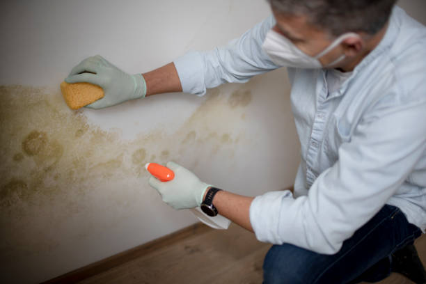 Best Office Mold Removal Services  in Wells Branch, TX