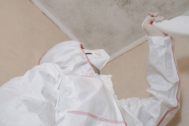Best Black Mold Removal  in Wells Branch, TX
