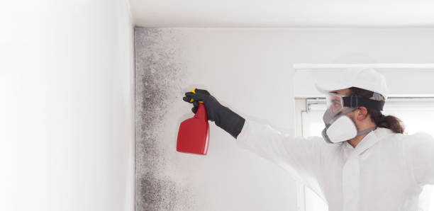 Best Toxic Mold Removal  in Wells Branch, TX