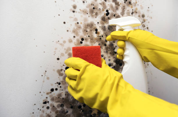Best Certified Mold Removal  in Wells Branch, TX