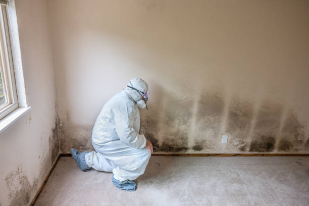Best Commercial Mold Removal  in Wells Branch, TX