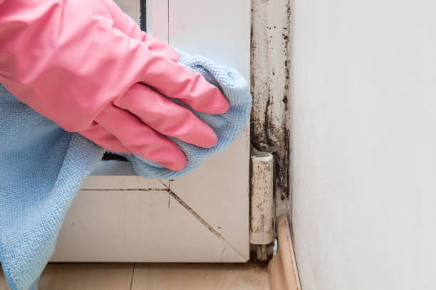 Best Residential Mold Removal  in Wells Branch, TX