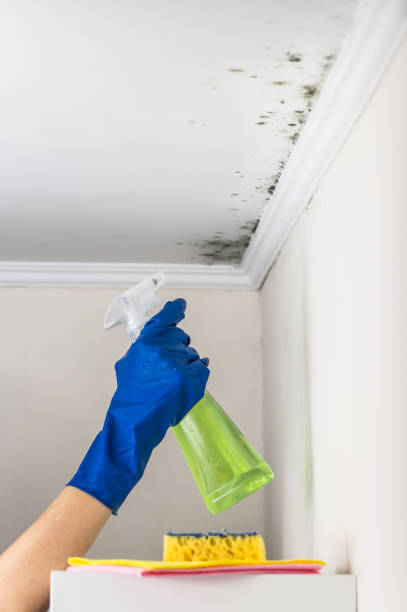 Best Residential Mold Removal  in Wells Branch, TX